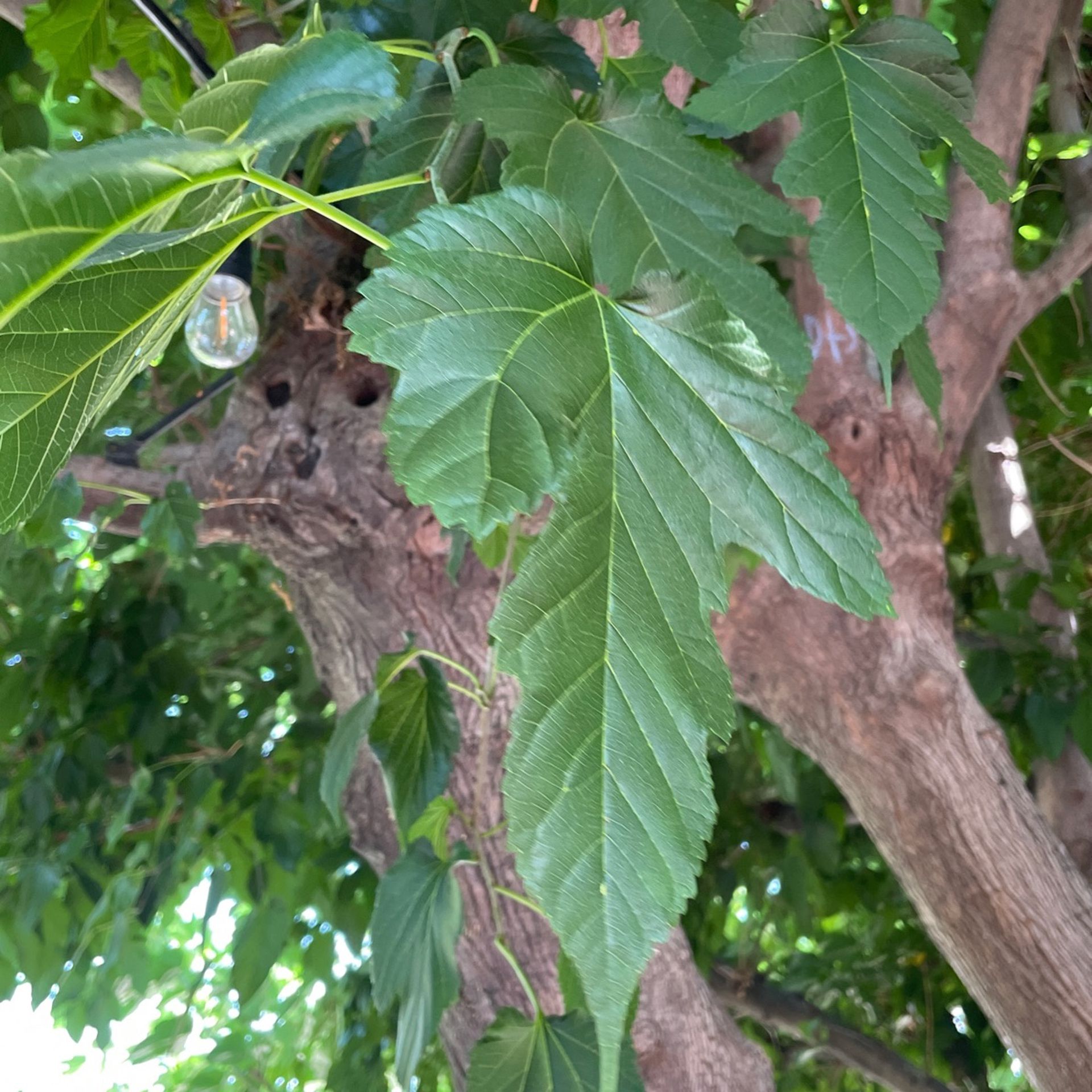 Mulberry leaves