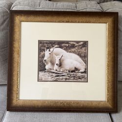 Framed Mountain Goat Photo