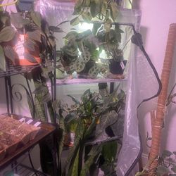 Metal Shelves/ Bookcase / Greenhouse For Plants 🌱 ❤️💚