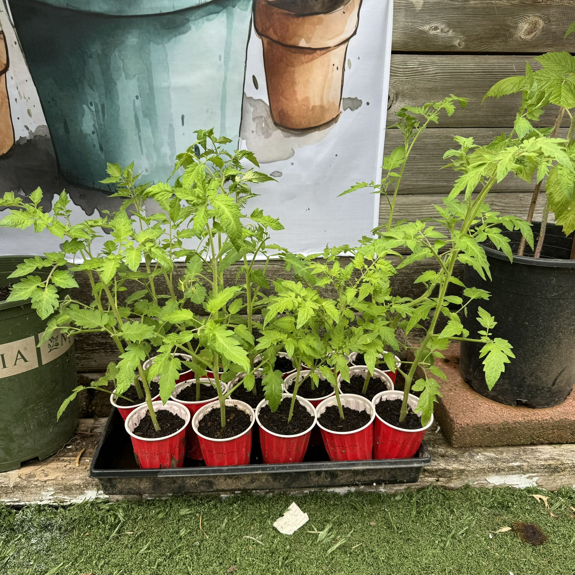 Organic mix Tomato plants