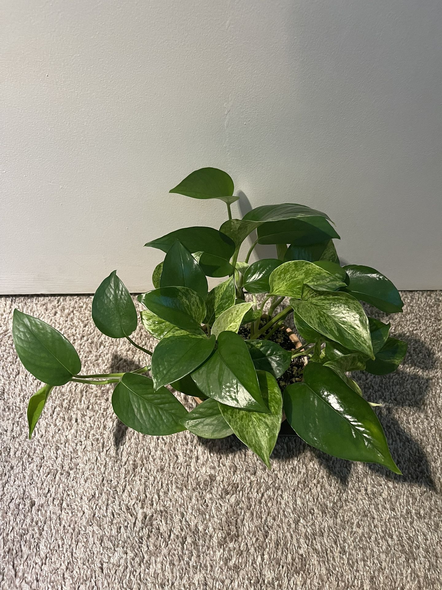 Marble Queen Plant