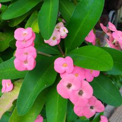 Pink Crown Of Thorn  