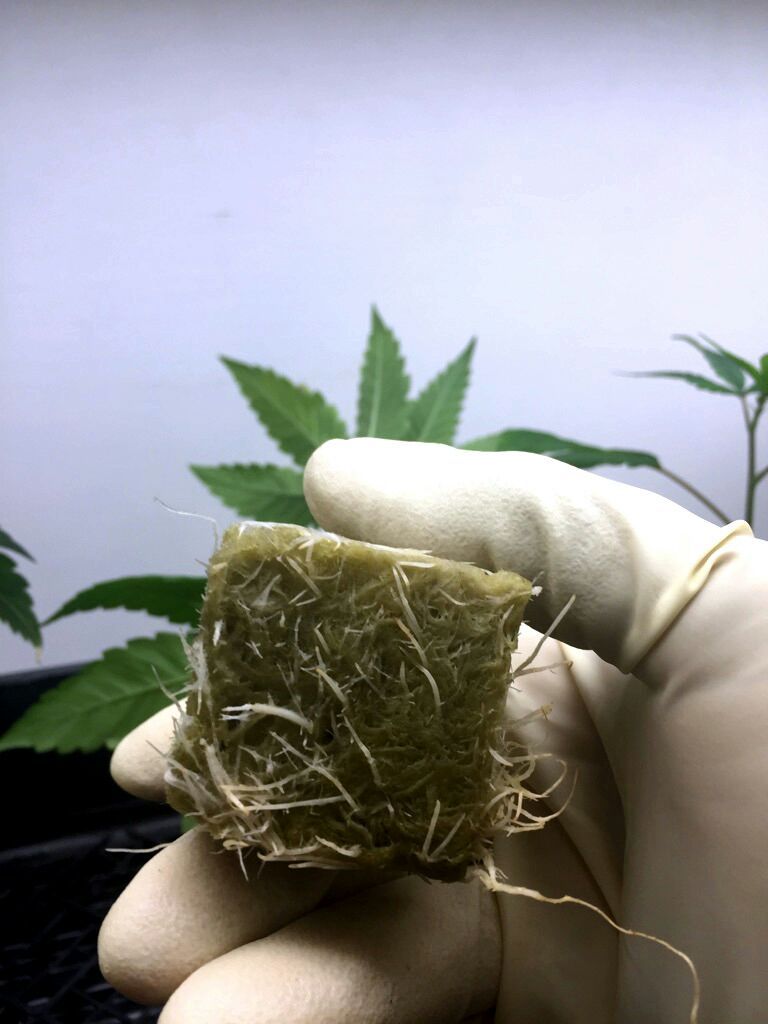 Clones for sale already rooted for new owner