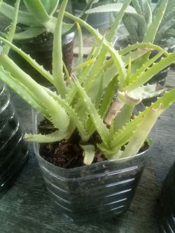 Aloe Vera Plant – Easy Care, Fast Growing Planta Aloe Vera – Fácil Cuidado