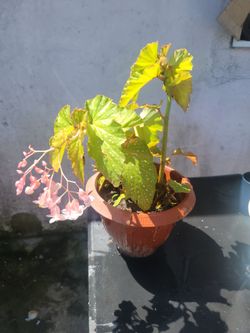 Planta