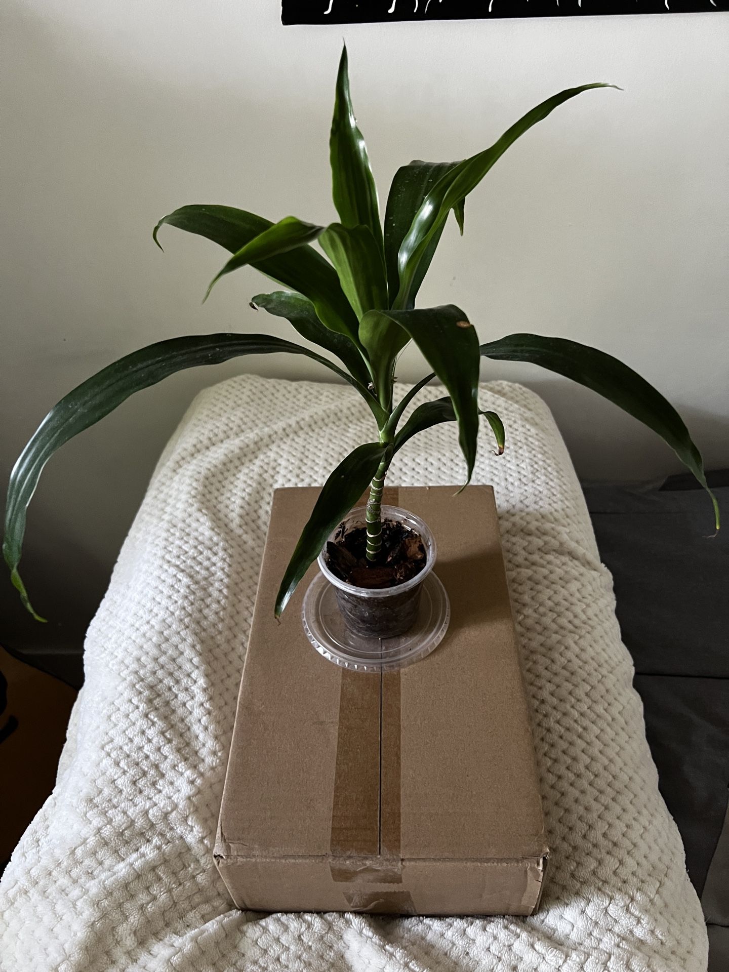 2 Dracaena Plants AKA Lucky Bamboo