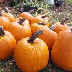 15 Carving Pumpkins 