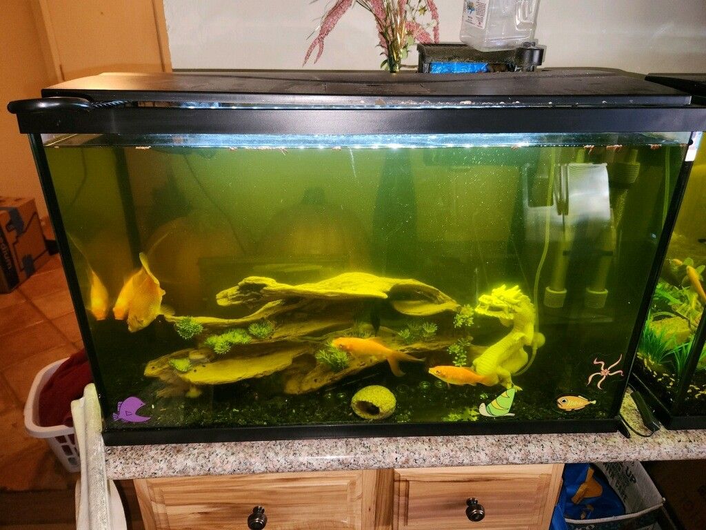 40gal FISH TANK with Pump, Top Cover Light, Decorations, And Heat Pump!