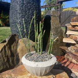 Live Indoor/Outdoor Horsetail Reed in Handmade Cement Planter