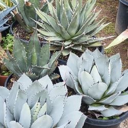 Agaves Plants.
