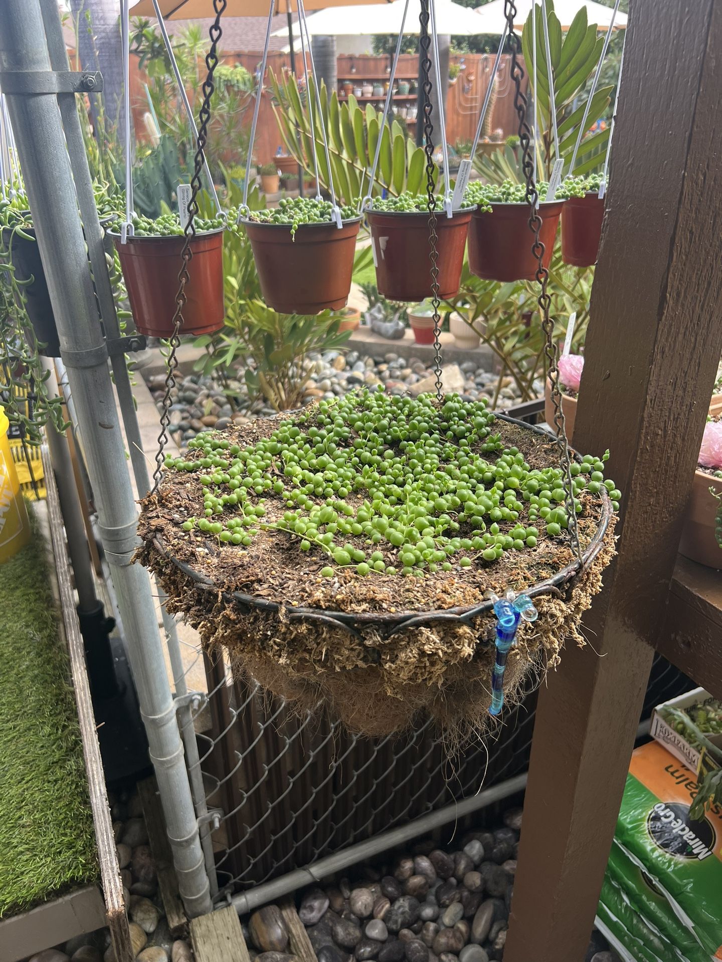 Senecio Rowleyanus “String Of Pearls” (92126)