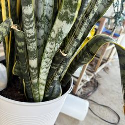 Snake Plant Cuttings 🌿 Easy Houseplant – $4 Each / 3 for $10