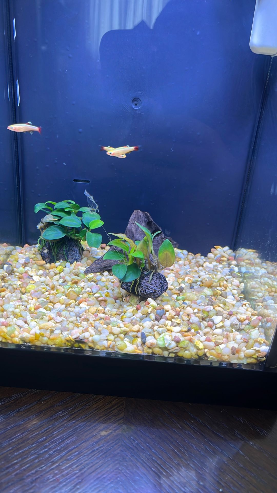 Fluval 2.7 Gallon