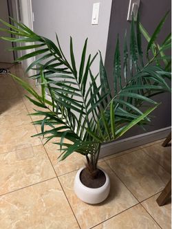 Plant