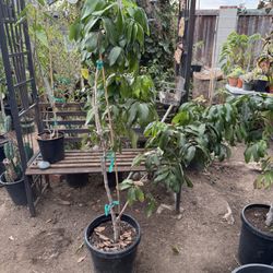 Kohala Longan tree in 7 gal. #KL02 $65 BLACK FRIDAY DISCOUNT