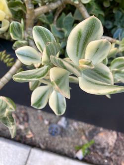 Variegated Jade