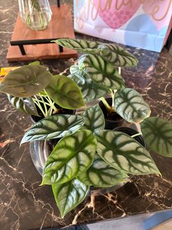 Alocasia
