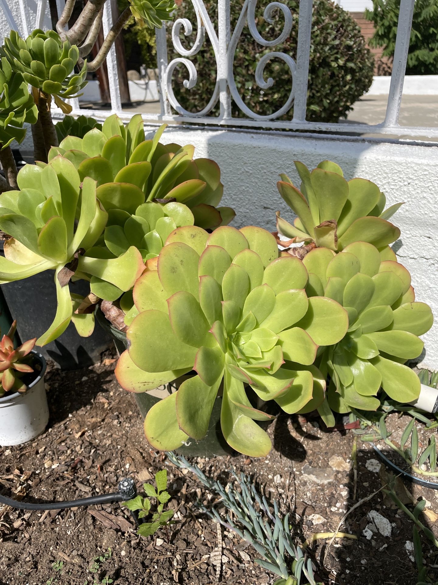 Aeonium Canary Succulent