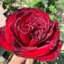 Rare European, Japan rose plants ,      Black Pearl 
