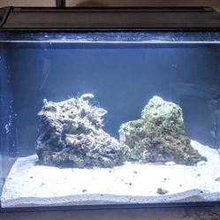 13.5 Gallon Fluval Evo Saltwater Aquarium Fish Tank