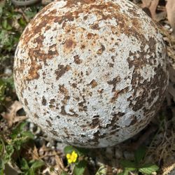 9’ civil war Cannon  ball 