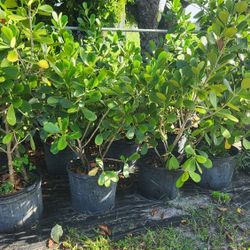 Clusias Plants For Inmediate Privacy!!! 3-4 Feet Tall!!!