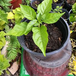 Hot Peppers Scotch Bonnet/Habanero