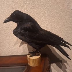 Real Crow Taxidermy