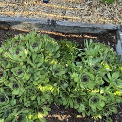 Hens & Chicks Succulents