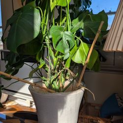 Monstera in Ceramic Pot 40'