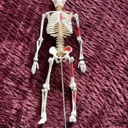 Anatomy Skeleton 