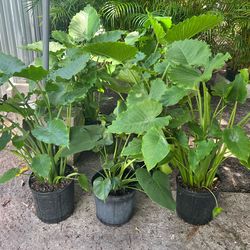 Alocacia California in 3 gls pot. SPECIAL PRICE 🤩