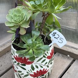 Beautiful Succulent Planter