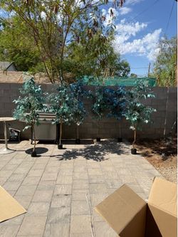 6 foot artificial Fica trees