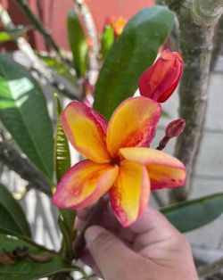 Plumeria Cutting  (Toba’s Fire)