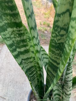 Plant