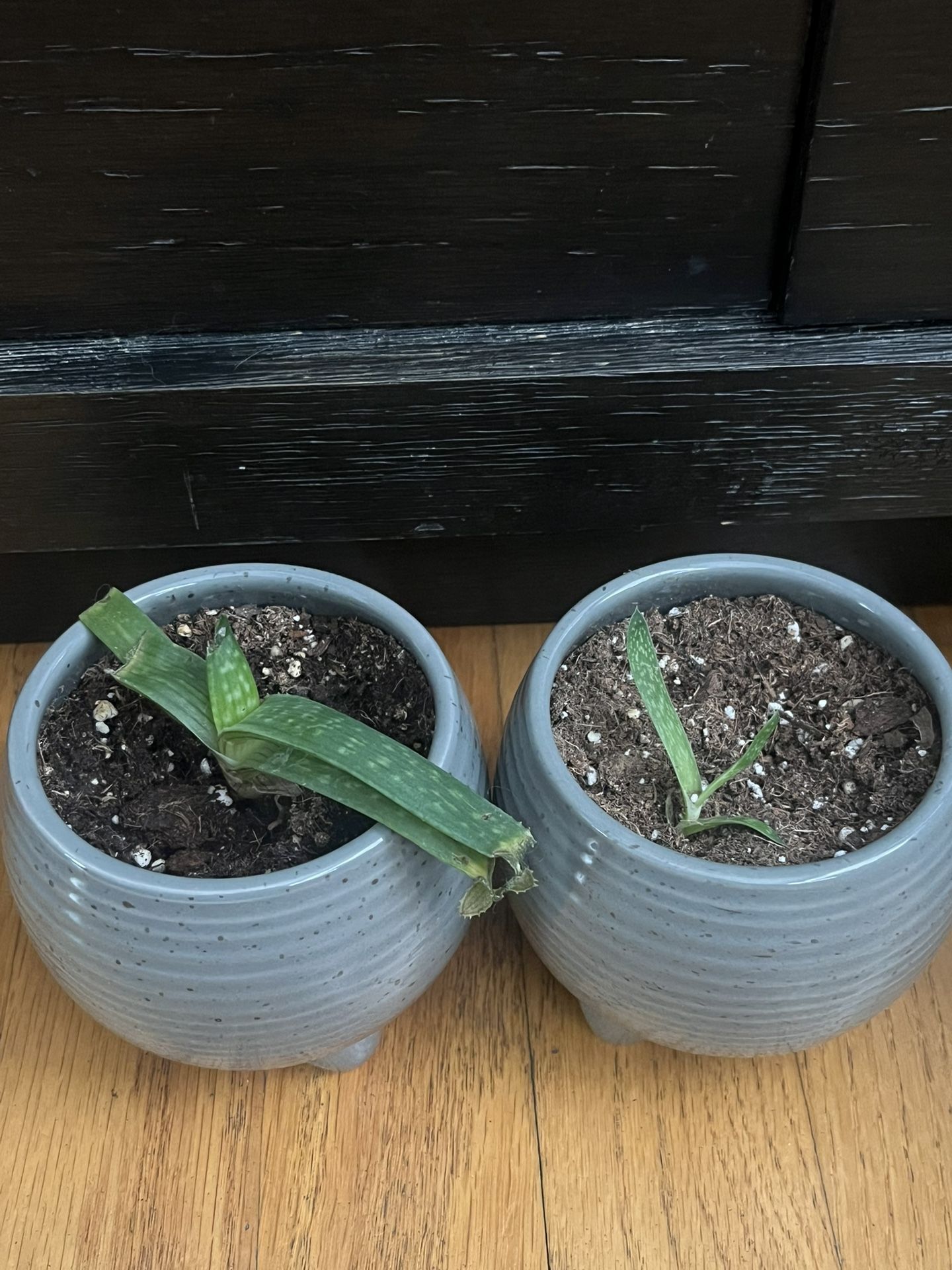 Baby Aloe Plants