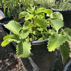 Oregano Orejon 