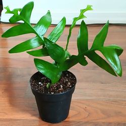 Live Beautiful Shark Tooth Cactus Indoor Houseplants With 4 Inch Nursery Pots 