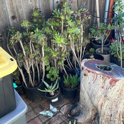Plants Sale 5.00 Each Need Gone 