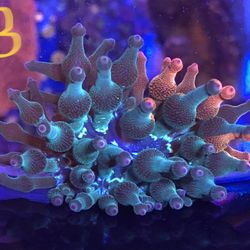 Nexus Burst Bubble Tip Anemone 
