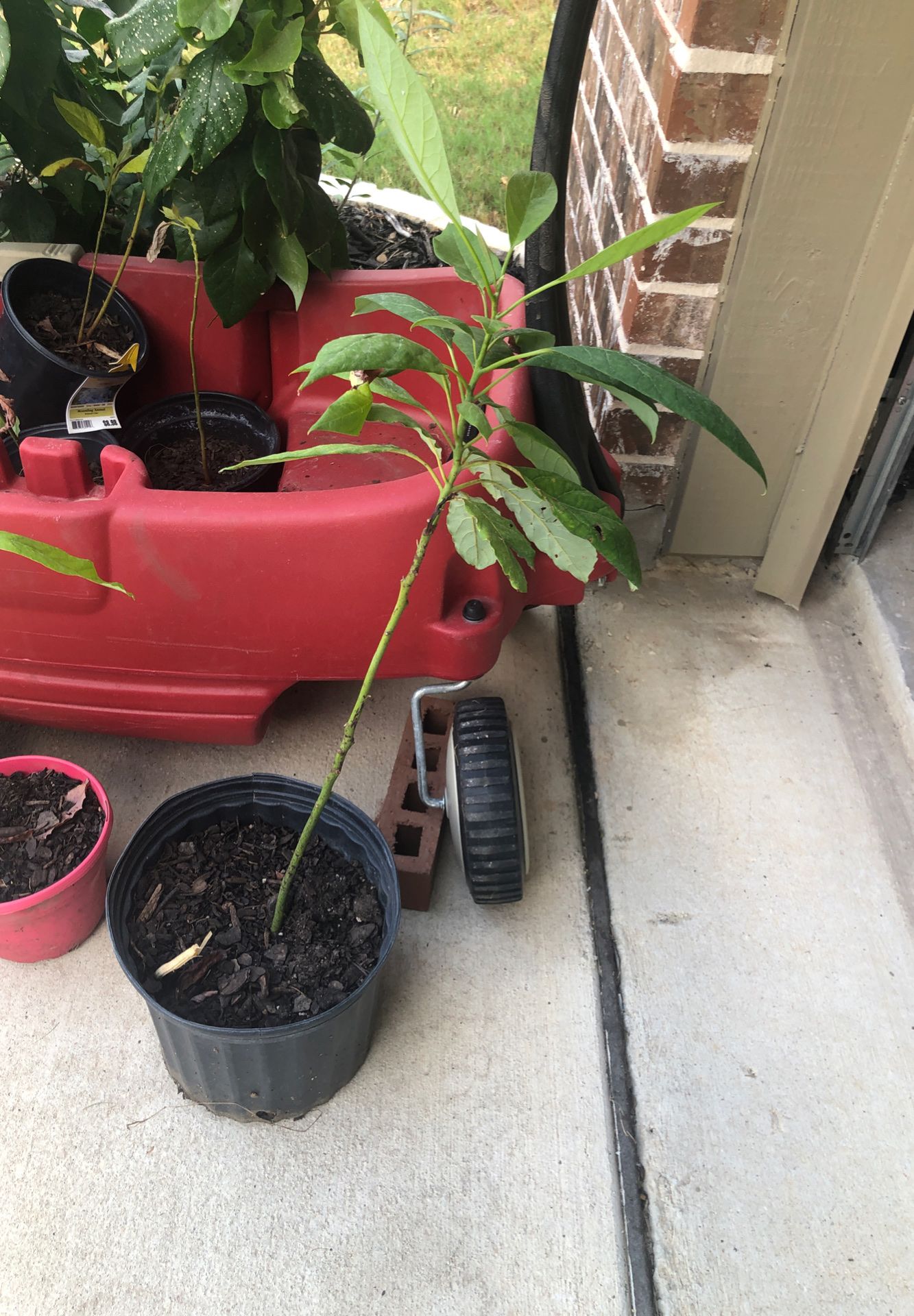 Avocado plants