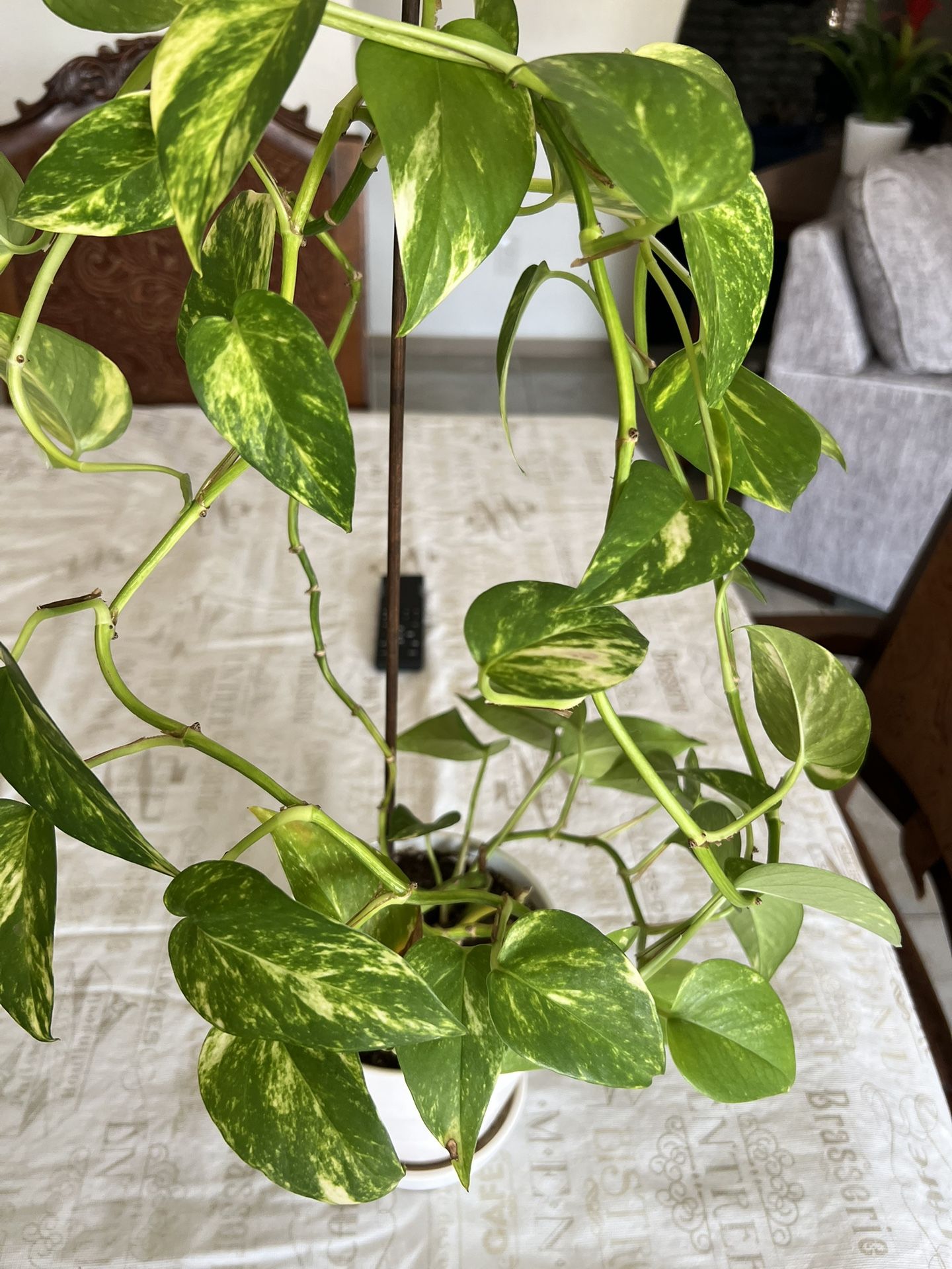 Devil's Ivy Plant 🪴 In A Small Pot