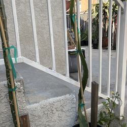 Dragon fruit plants-Palora Yellow -$20 each