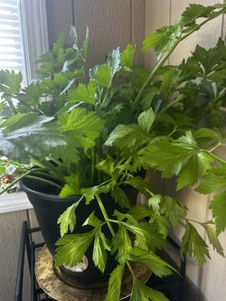 Celery Plant In Organic Soil