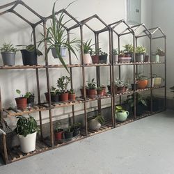 Houseplant starting at $5 