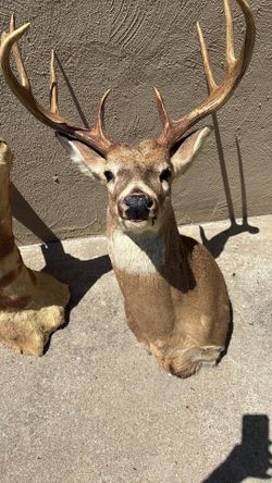 Deer head