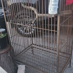 Bird Cage 