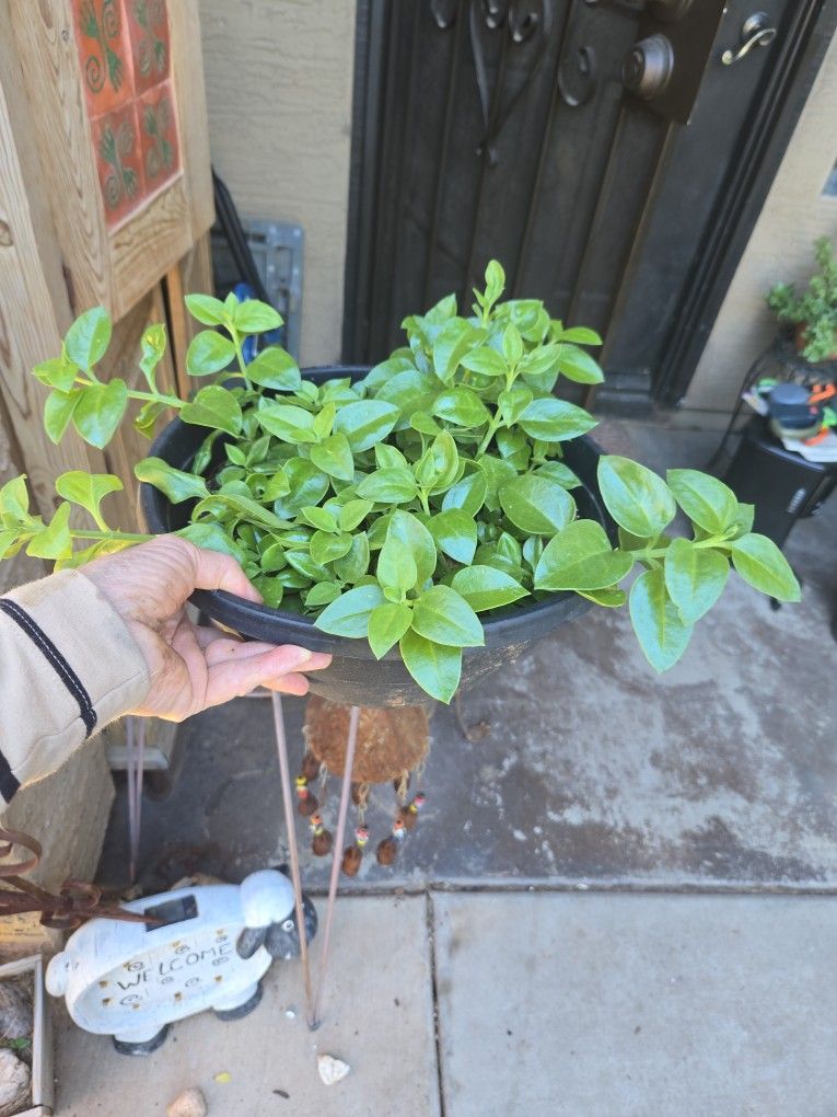 Sunny Red Rose Plant In 11in Wide Plastic Pot 
