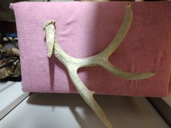 Nice 4 Point Deer Shed